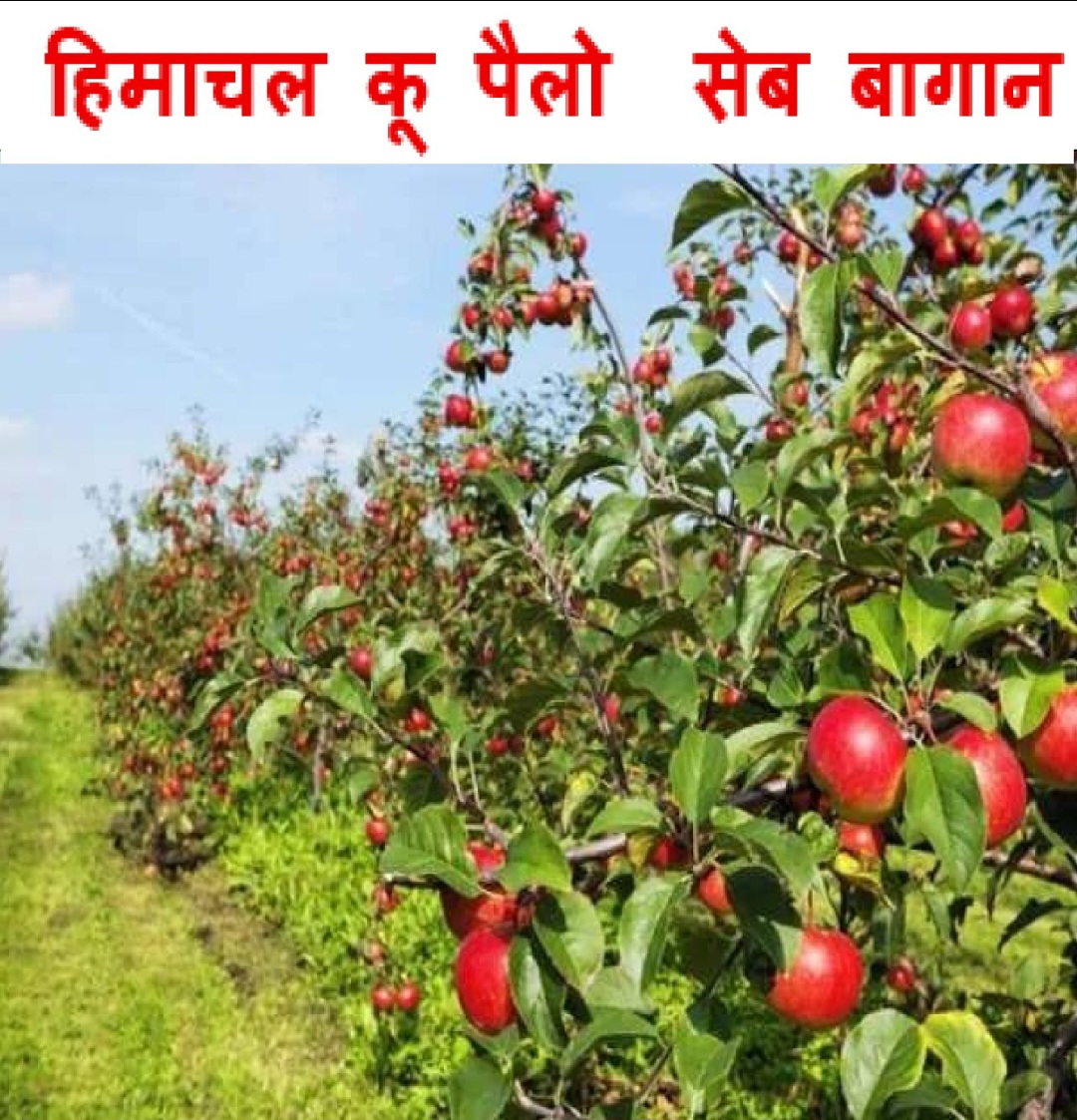 Screenshot_20251019_144537_WhatsApp