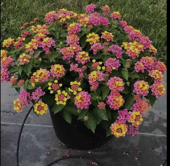 Screenshot_2025-11-14-13-45-01-34_40deb401b9ffe8e1df2f1cc5ba480b12