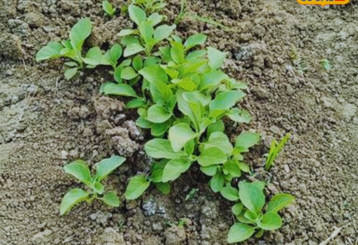 Screenshot_2025-11-20-12-37-44-46_40deb401b9ffe8e1df2f1cc5ba480b12