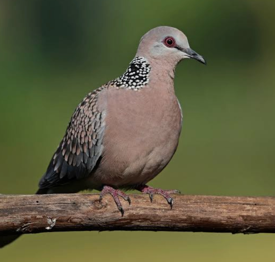 Screenshot_2026-02-23-13-25-29-70_680d03679600f7af0b4c700c6b270fe7